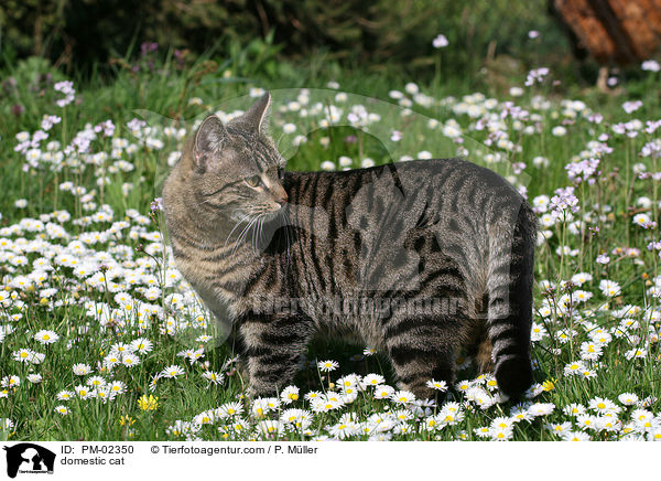 domestic cat / PM-02350