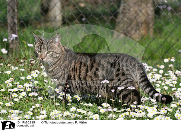 domestic cat / PM-02351