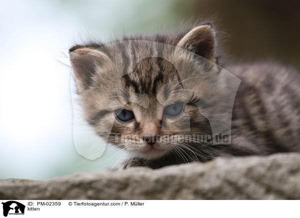 kitten / PM-02359