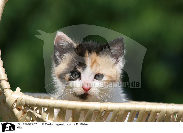 kitten / PM-02407