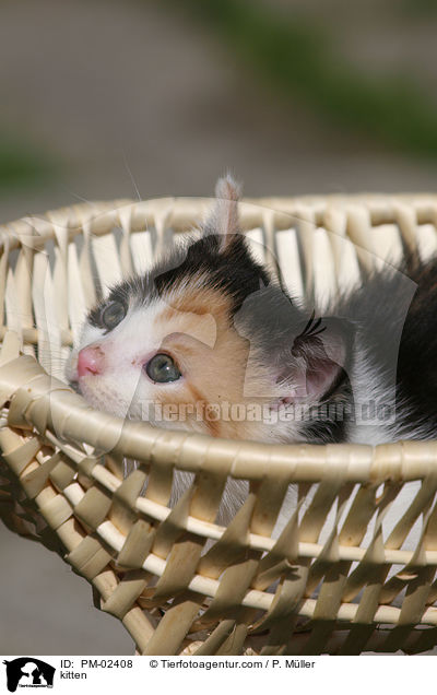 kitten / PM-02408