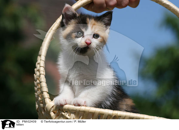 kitten / PM-02409