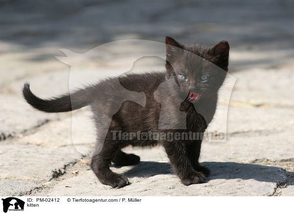 Ktzchen / kitten / PM-02412