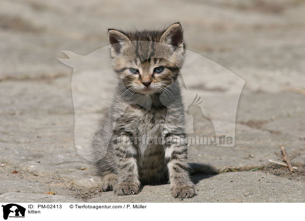 kitten / PM-02413