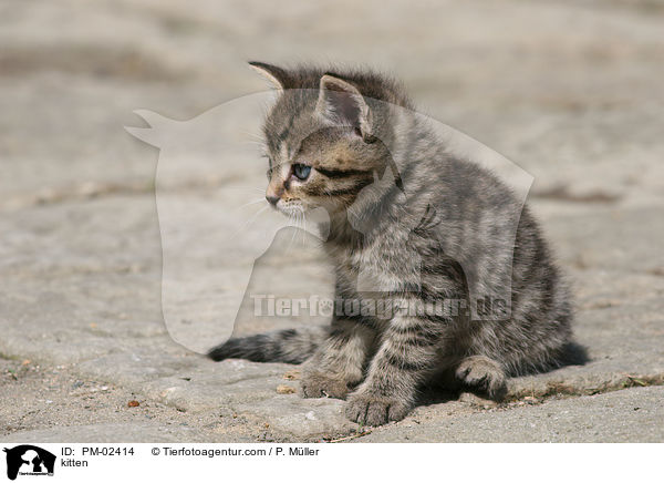 kitten / PM-02414