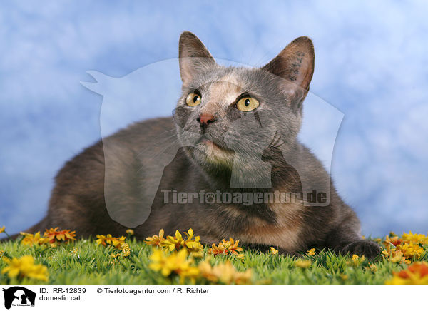 domestic cat / RR-12839