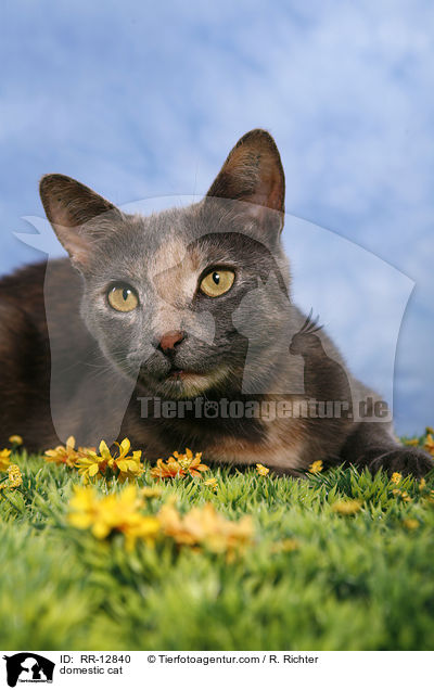 Hauskatze / domestic cat / RR-12840