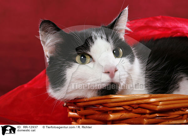 domestic cat / RR-12937