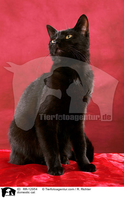 Hauskatze / domestic cat / RR-12954