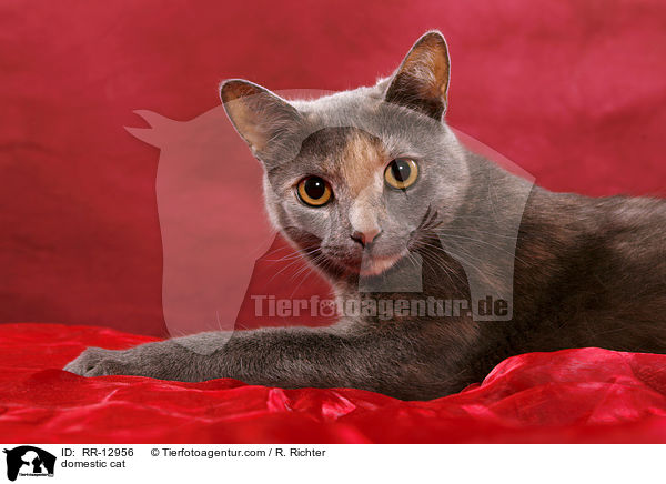 Hauskatze / domestic cat / RR-12956
