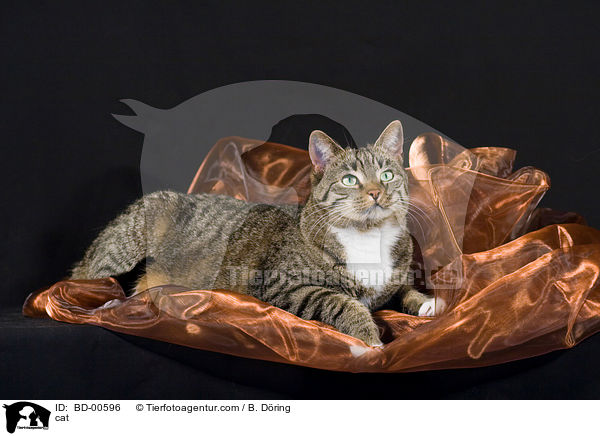cat / BD-00596