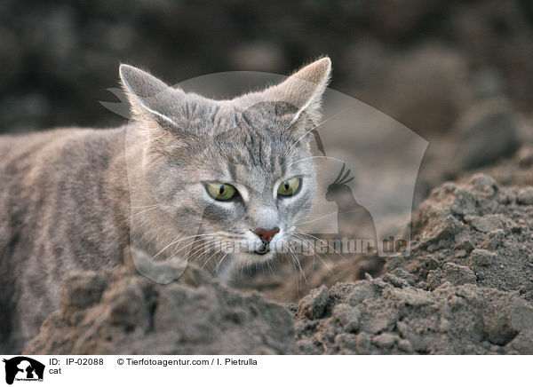 cat / IP-02088