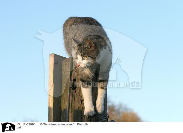 cat / IP-02091