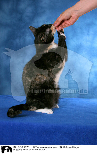 Europisch Kurzhaar macht Mnnchen / begging European shorthair / SS-09576