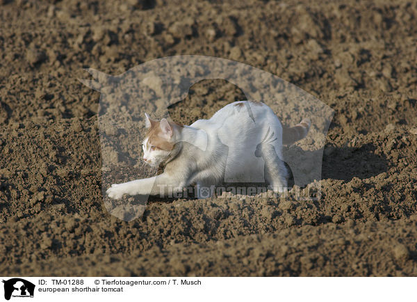 european shorthair tomcat / TM-01288