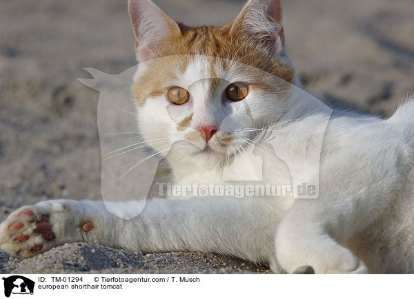 european shorthair tomcat / TM-01294