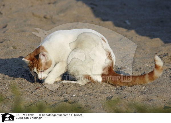 European Shorthair / TM-01296