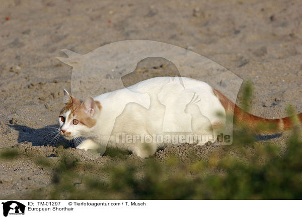 European Shorthair / TM-01297