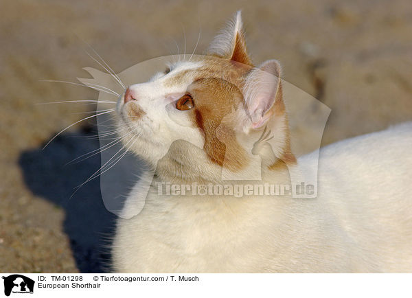 Europisch Kurzhaar / European Shorthair / TM-01298