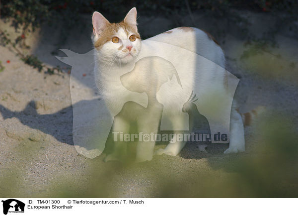 European Shorthair / TM-01300