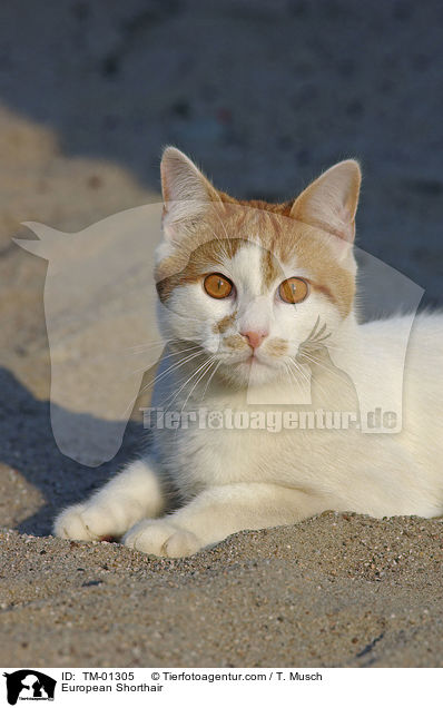 European Shorthair / TM-01305