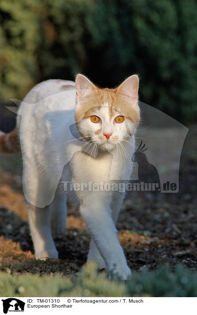 European Shorthair / TM-01310