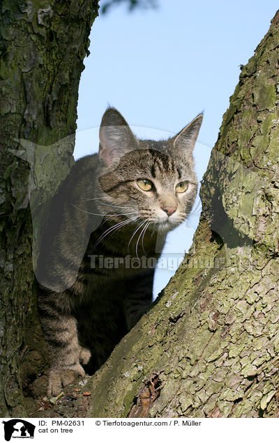 cat on tree / PM-02631
