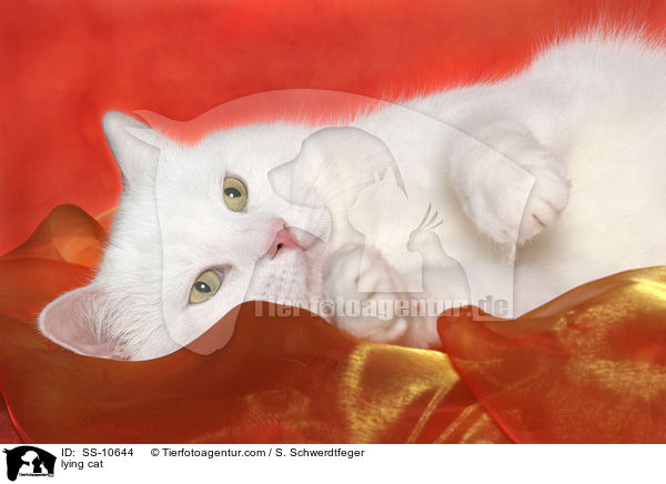 liegende Katze / lying cat / SS-10644