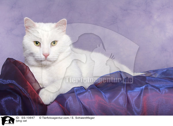 liegende Katze / lying cat / SS-10647