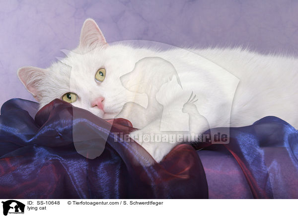 liegende Katze / lying cat / SS-10648