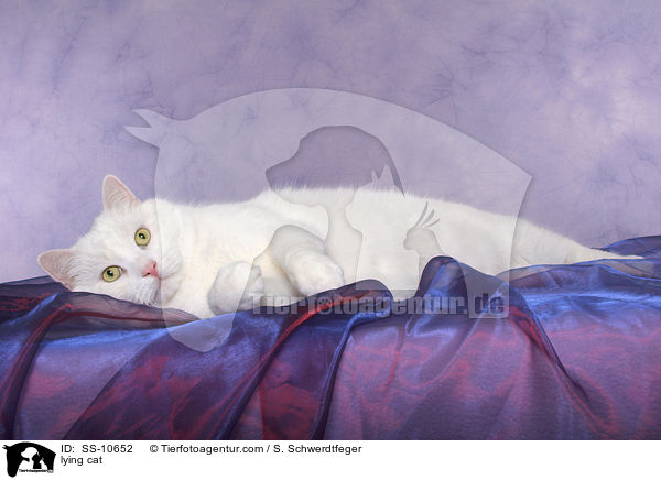 liegende Katze / lying cat / SS-10652