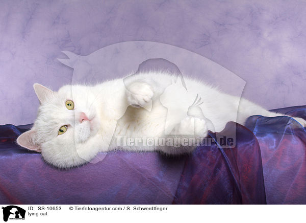 liegende Katze / lying cat / SS-10653