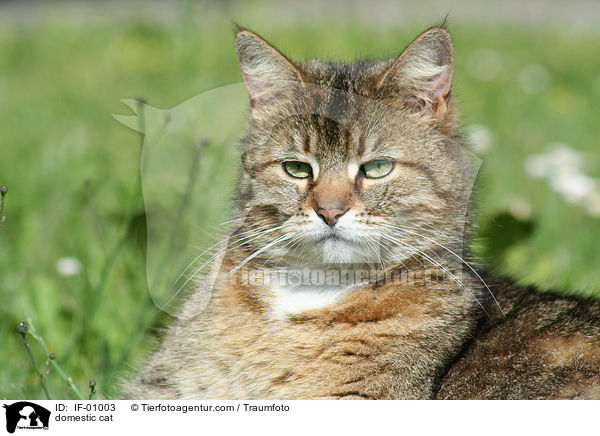 domestic cat / IF-01003