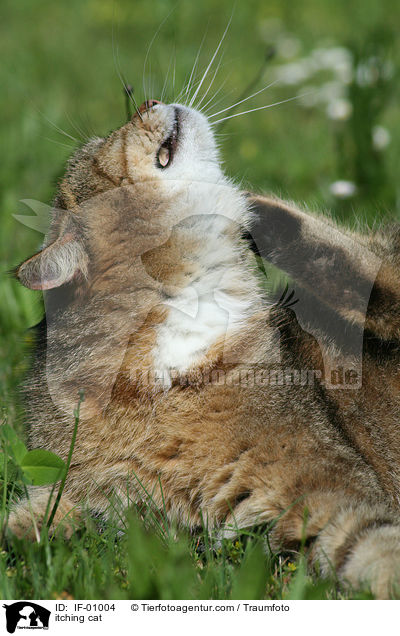itching cat / IF-01004