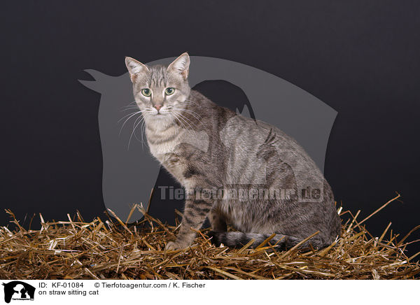 on straw sitting cat / KF-01084