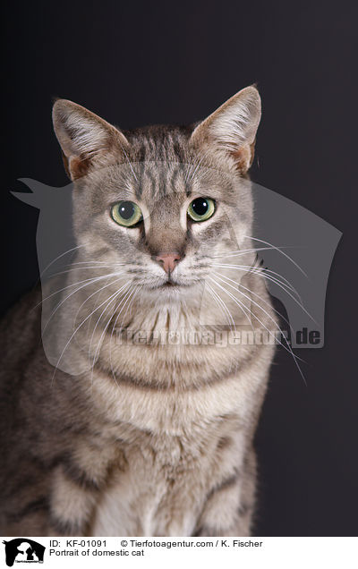 Portrait of domestic cat / KF-01091