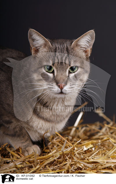 Hauskatze / domwstic cat / KF-01092
