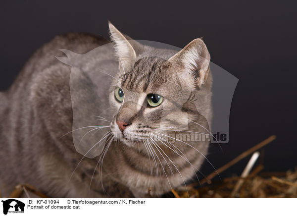 Portrait of domestic cat / KF-01094