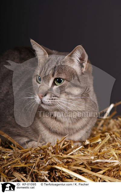 domwstic cat / KF-01095