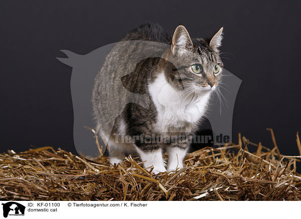 domwstic cat / KF-01100