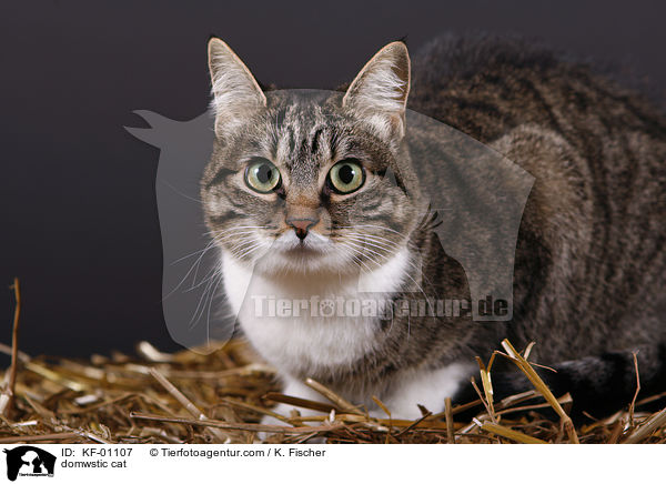 Hauskatze / domwstic cat / KF-01107