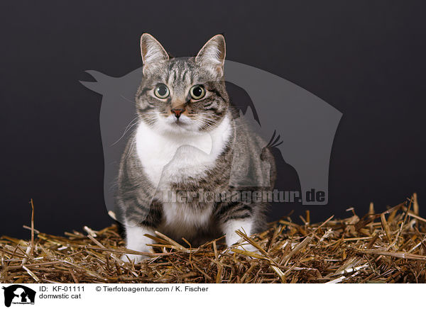 Hauskatze / domwstic cat / KF-01111