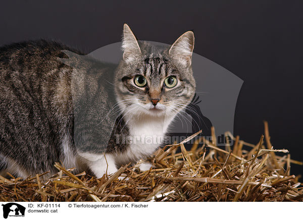 Hauskatze / domwstic cat / KF-01114