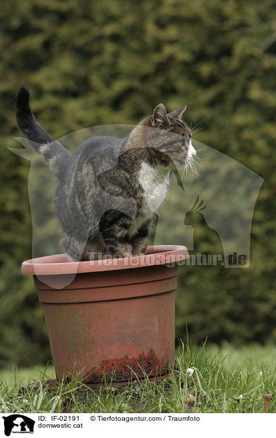 Hauskatze / domwestic cat / IF-02191