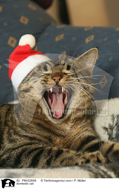 Hauskatze / domestic cat / PM-02808