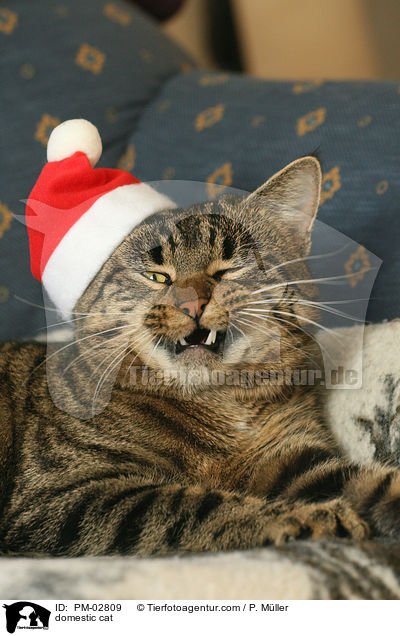 Hauskatze / domestic cat / PM-02809
