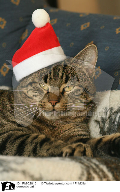 Hauskatze / domestic cat / PM-02810