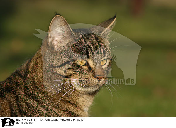 domestic cat / PM-02818