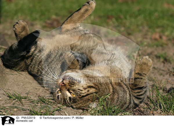 domestic cat / PM-02819