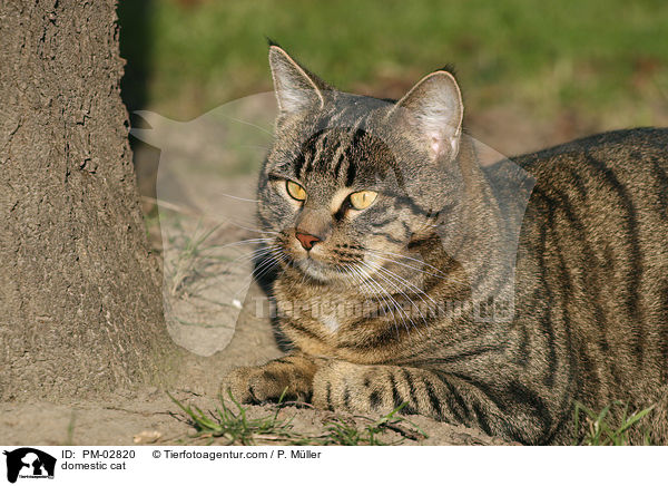 domestic cat / PM-02820